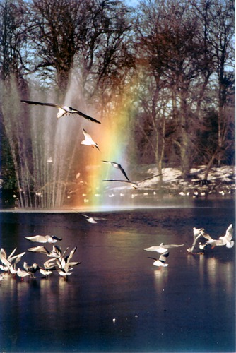 Ice, birds and rainbows