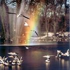 Ice, birds and rainbows