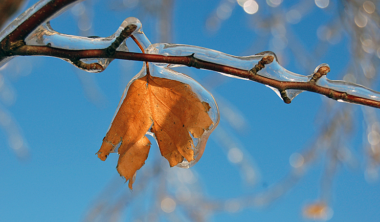 ice bloom