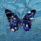 Ice Butterfly