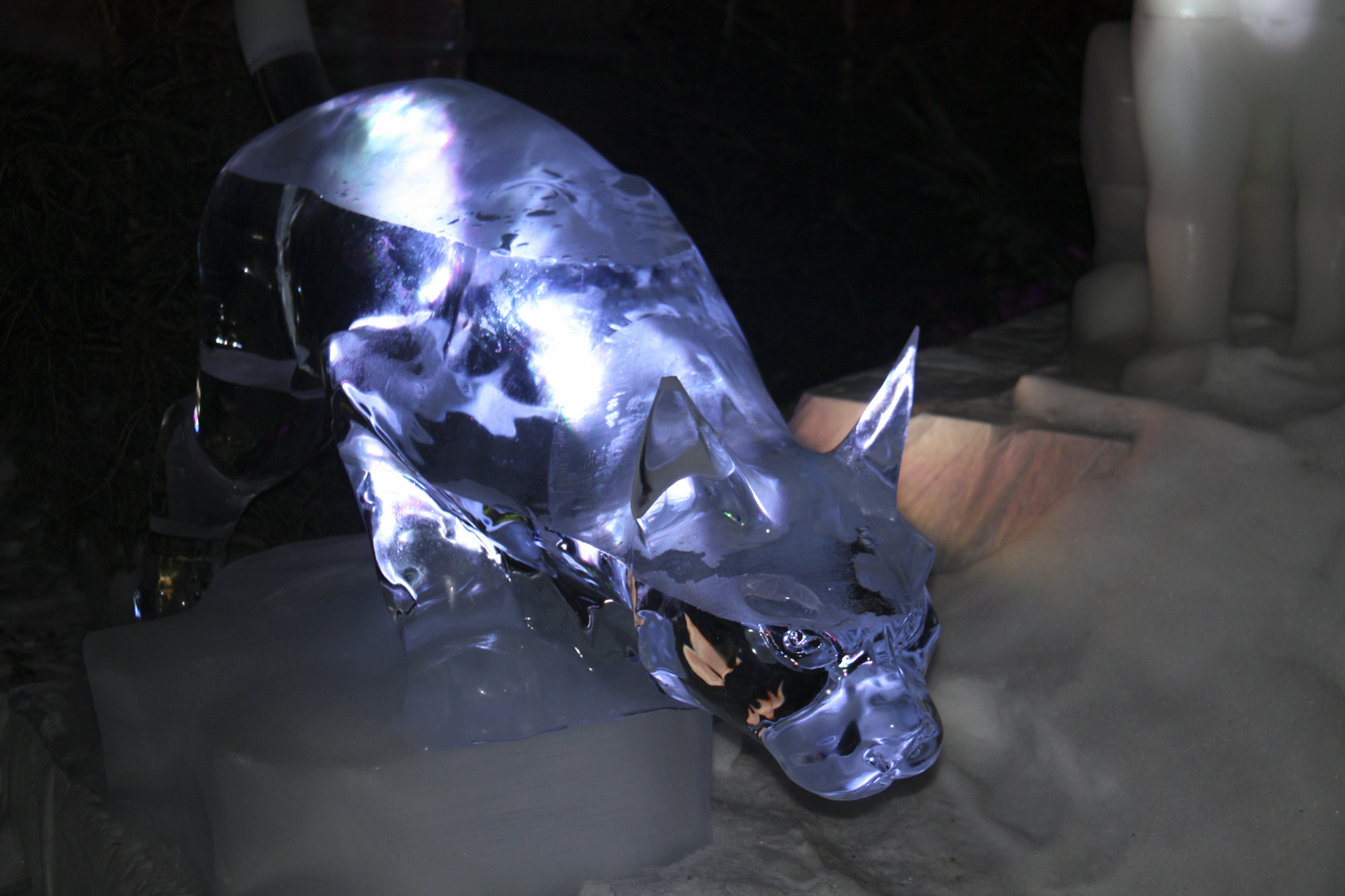 ice cat