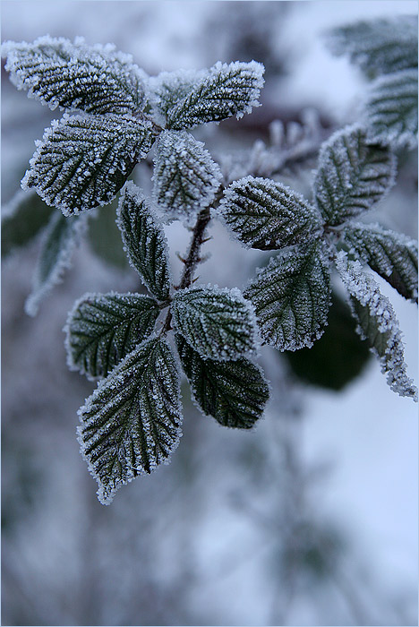 ice chrystals........