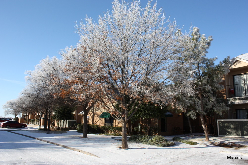 Ice Covered Trees