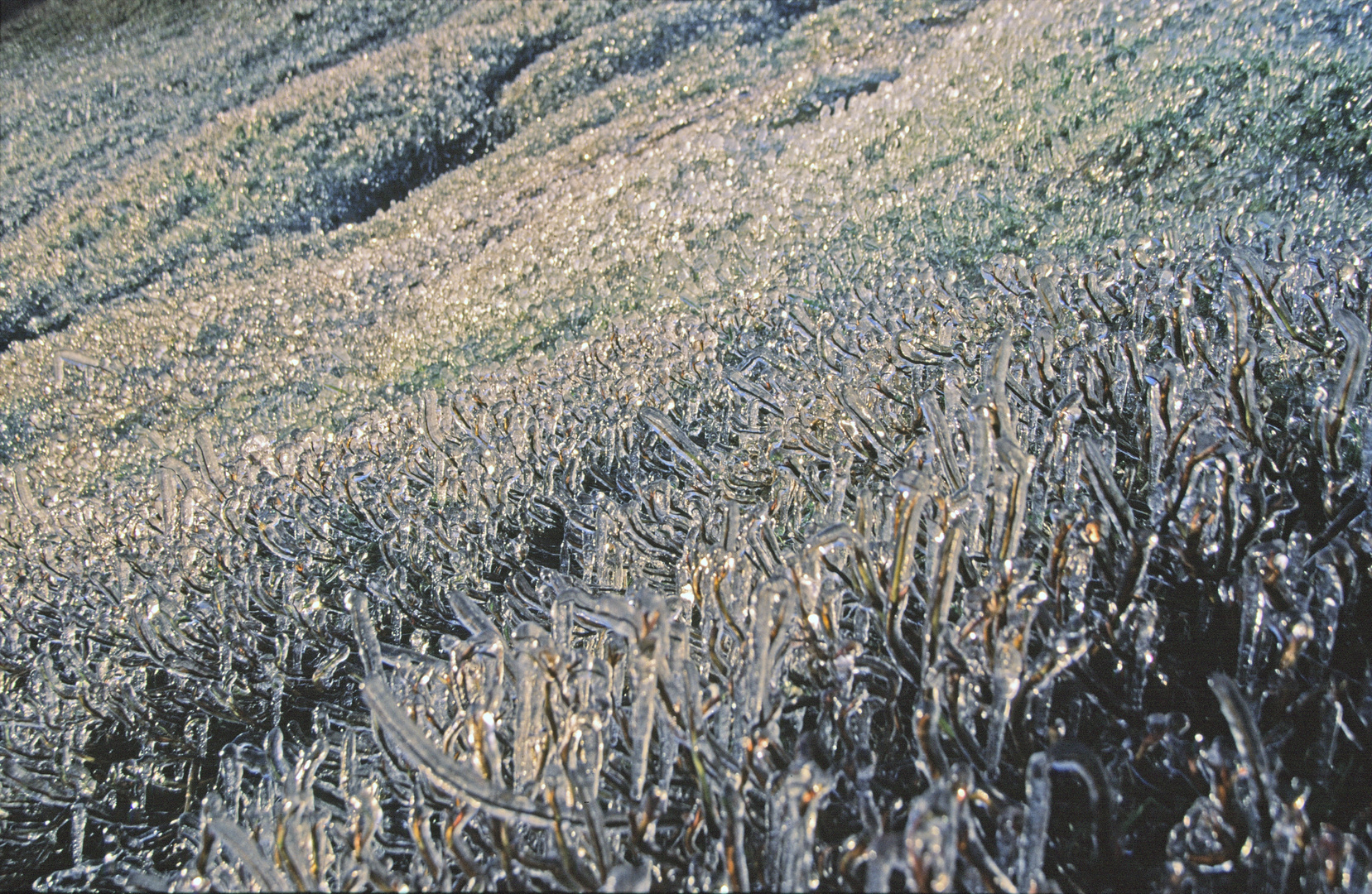 Ice covered Tussock