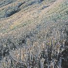 Ice covered Tussock