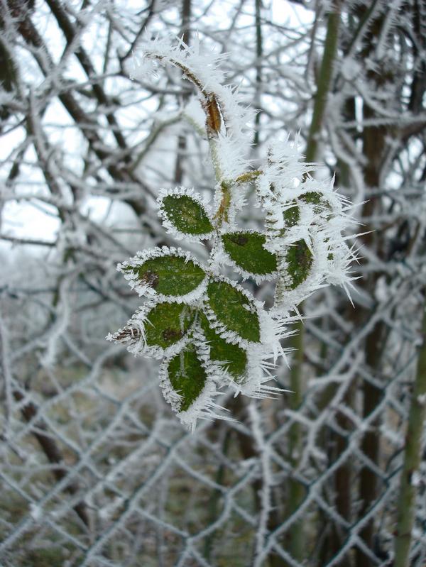 ice crystals