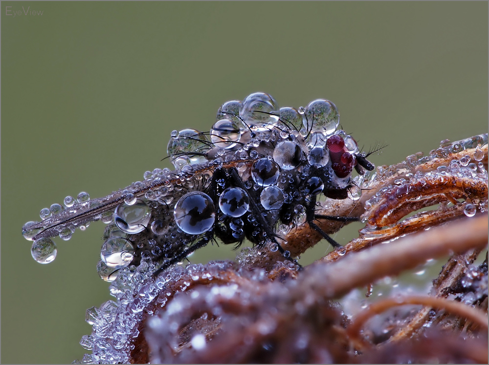 ice crystals