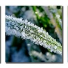 ice crystals in the grass