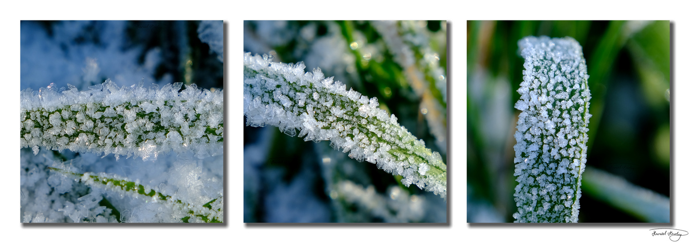 ice crystals in the grass