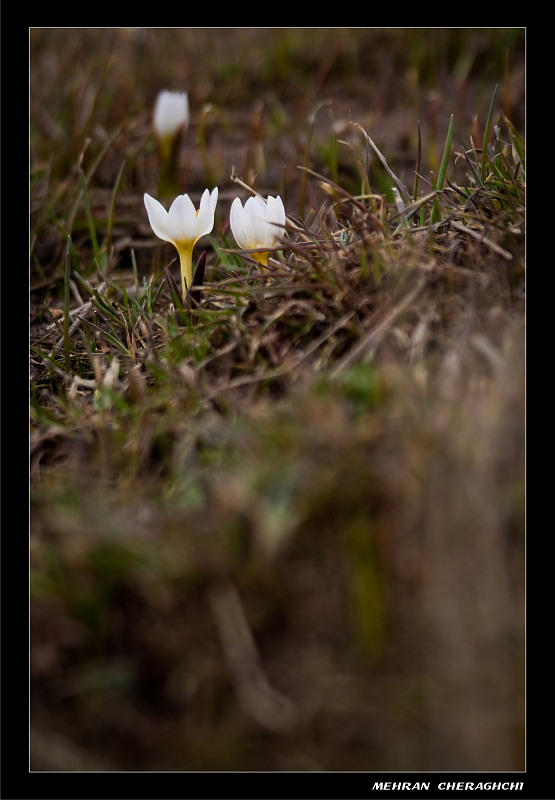 Ice Flower 2