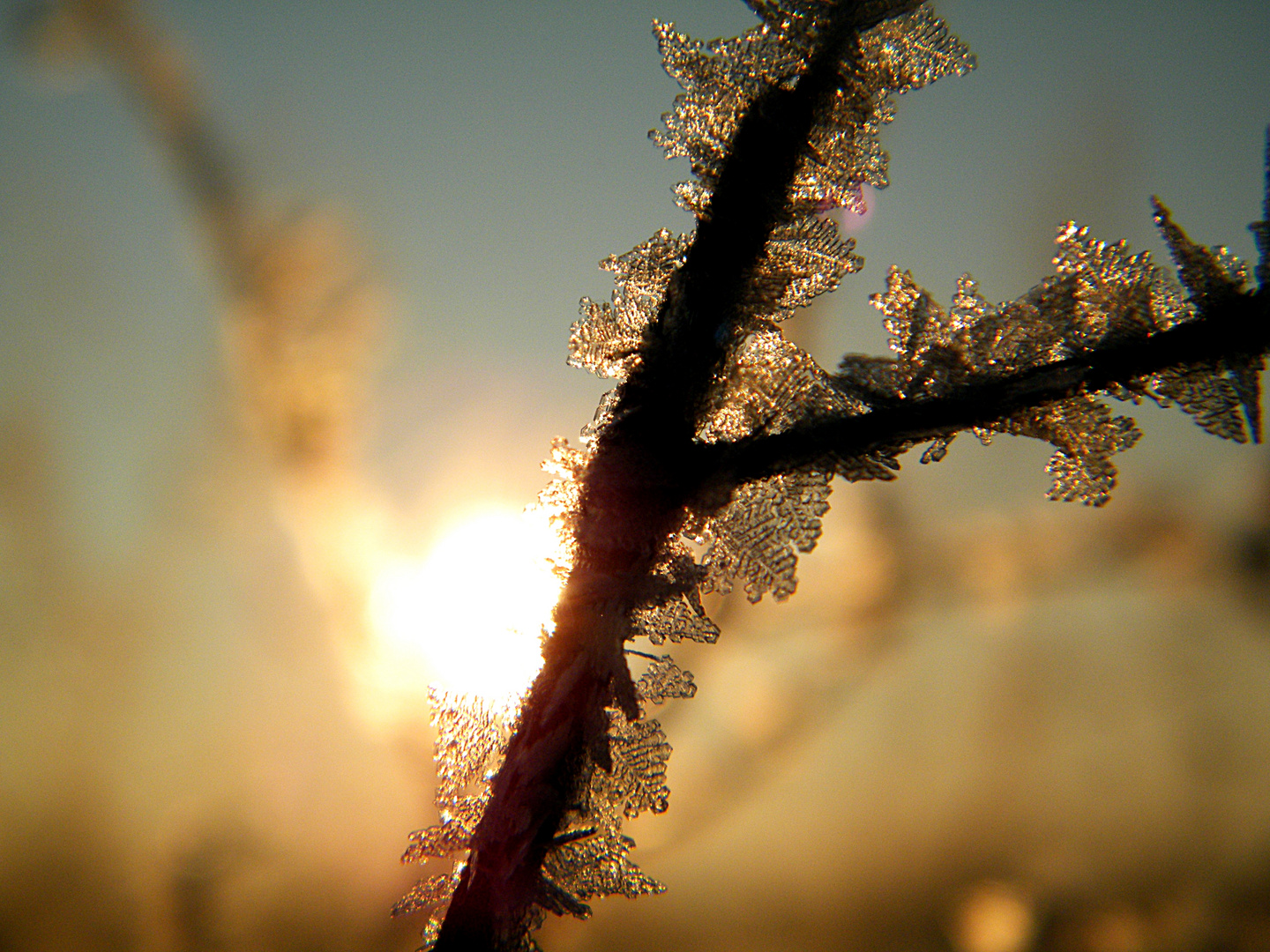 Ice flower