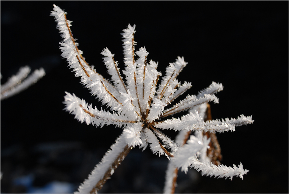 Ice Flower