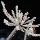 Ice Flower