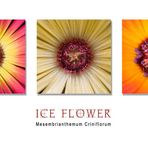 Ice Flower