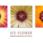 Ice Flower