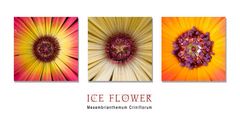 Ice Flower