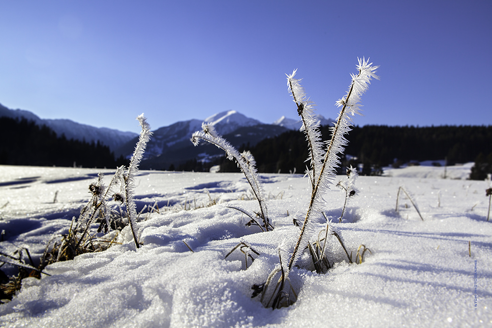 °ice-Flower°