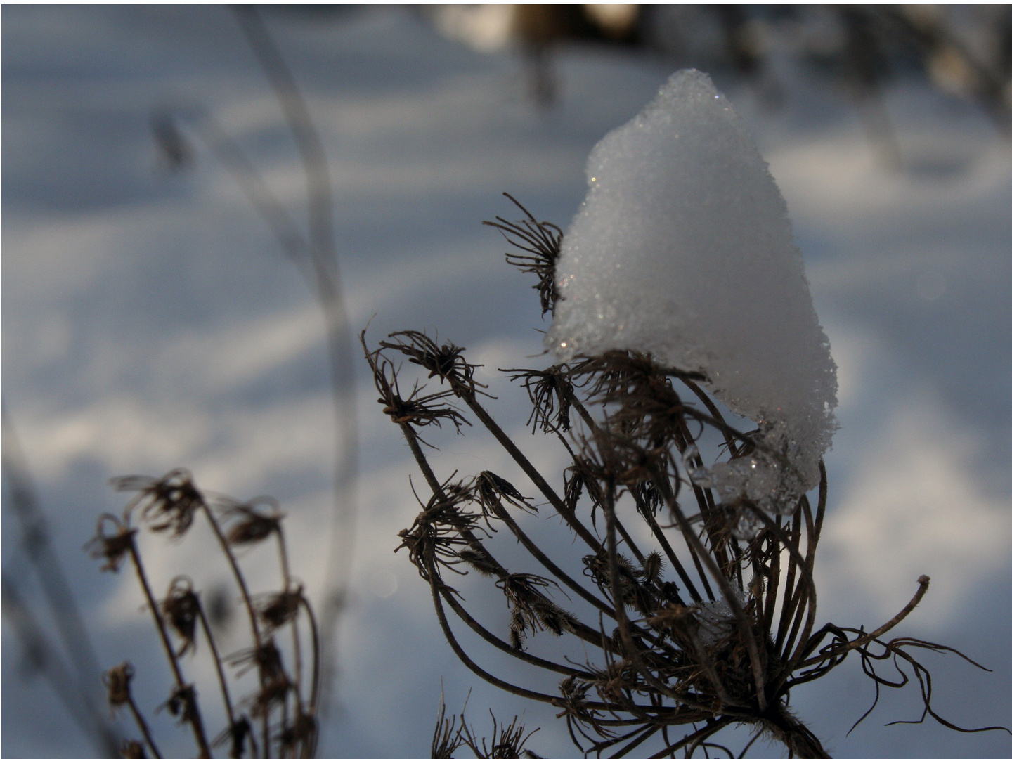 ice flower...