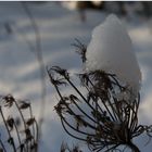 ice flower...