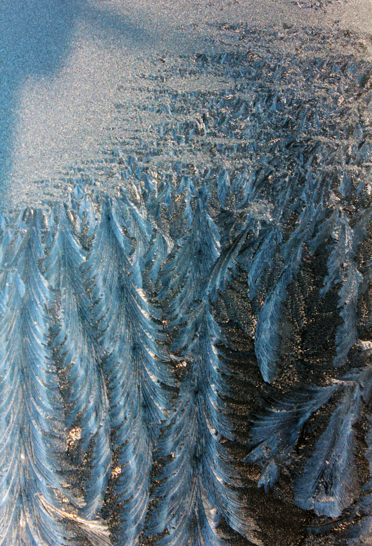 Ice Flower Forest.