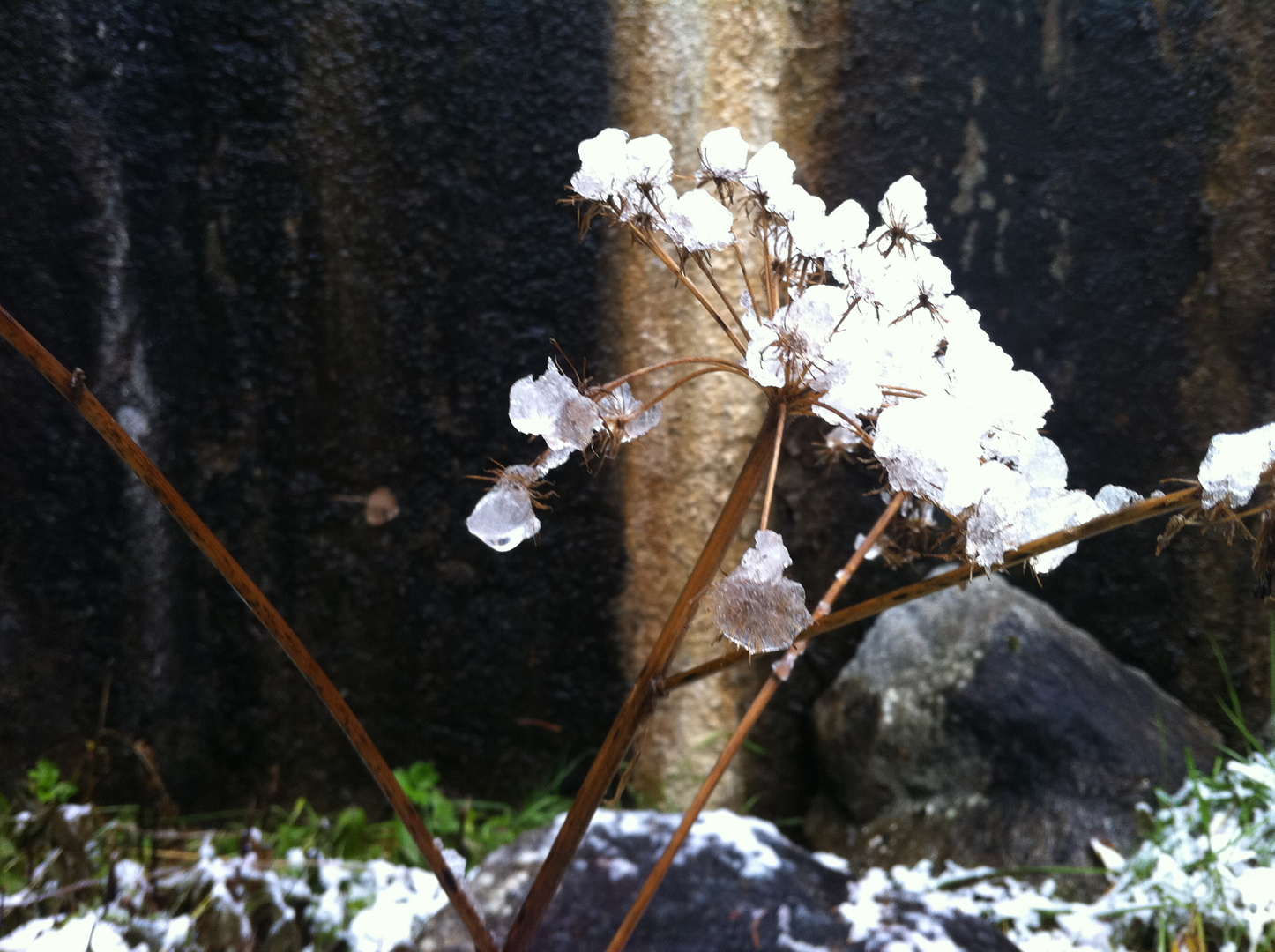 ice flowers