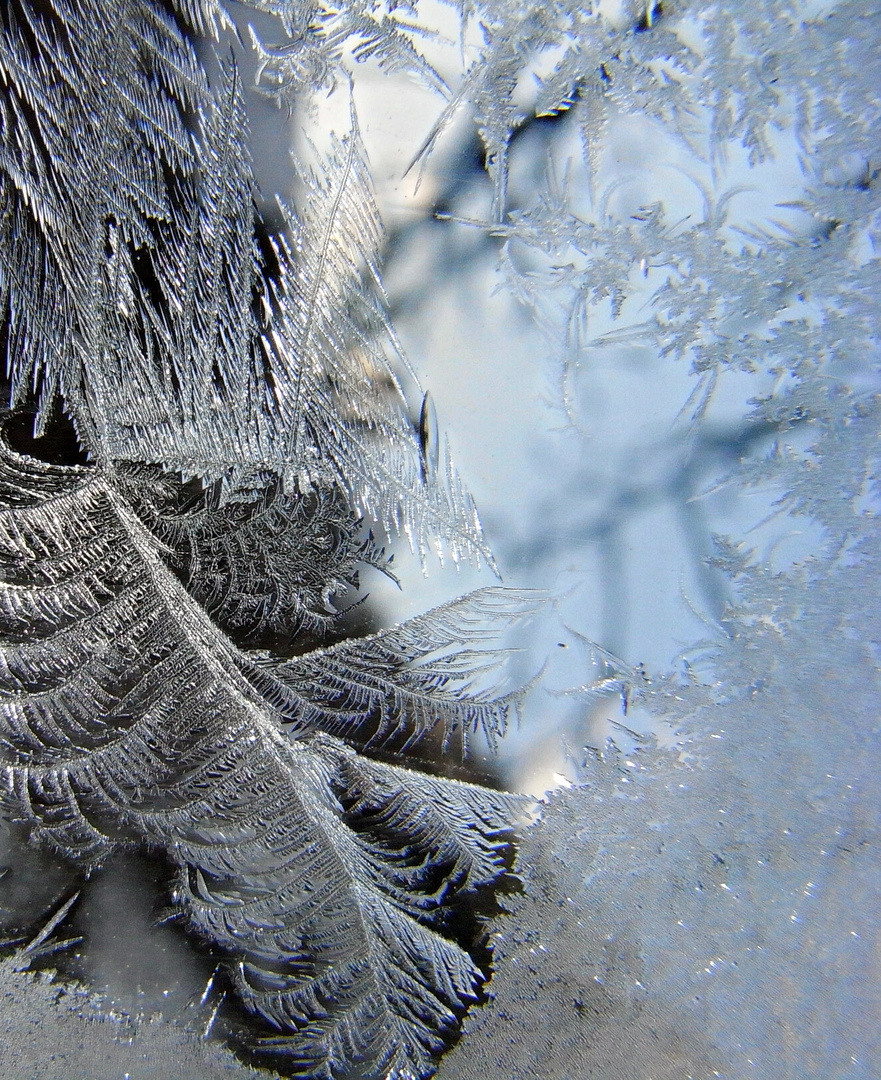 ice flowers