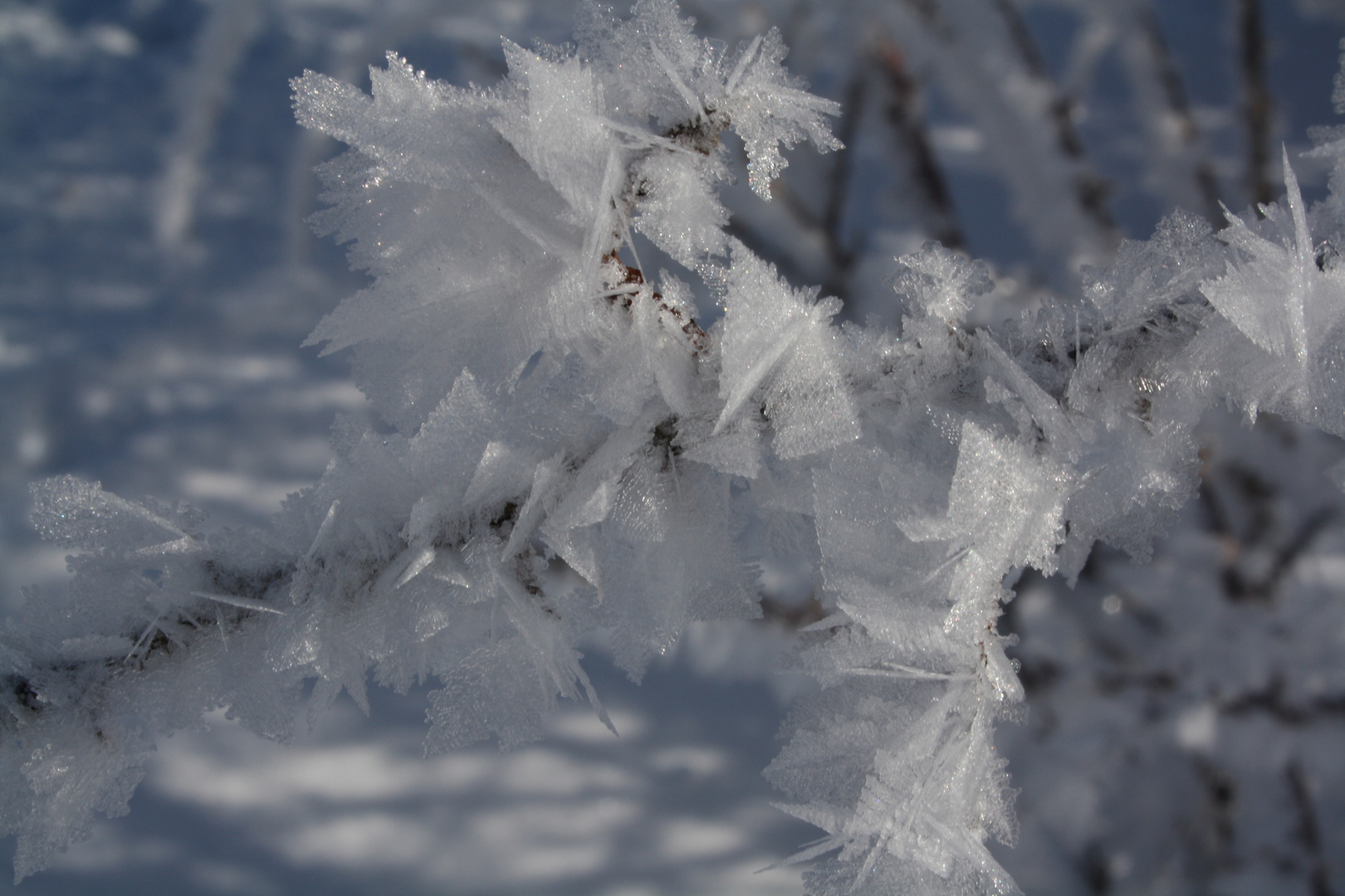 Ice flowers