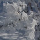 Ice flowers