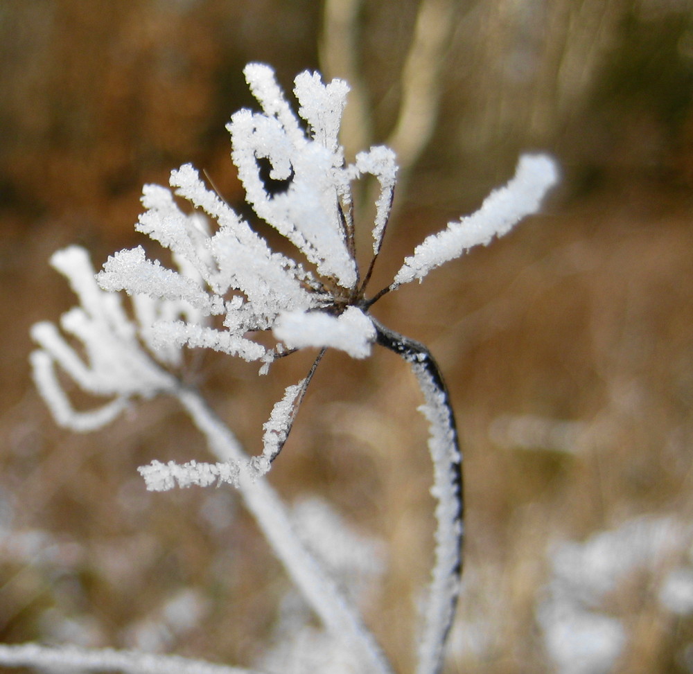 Ice Flowers