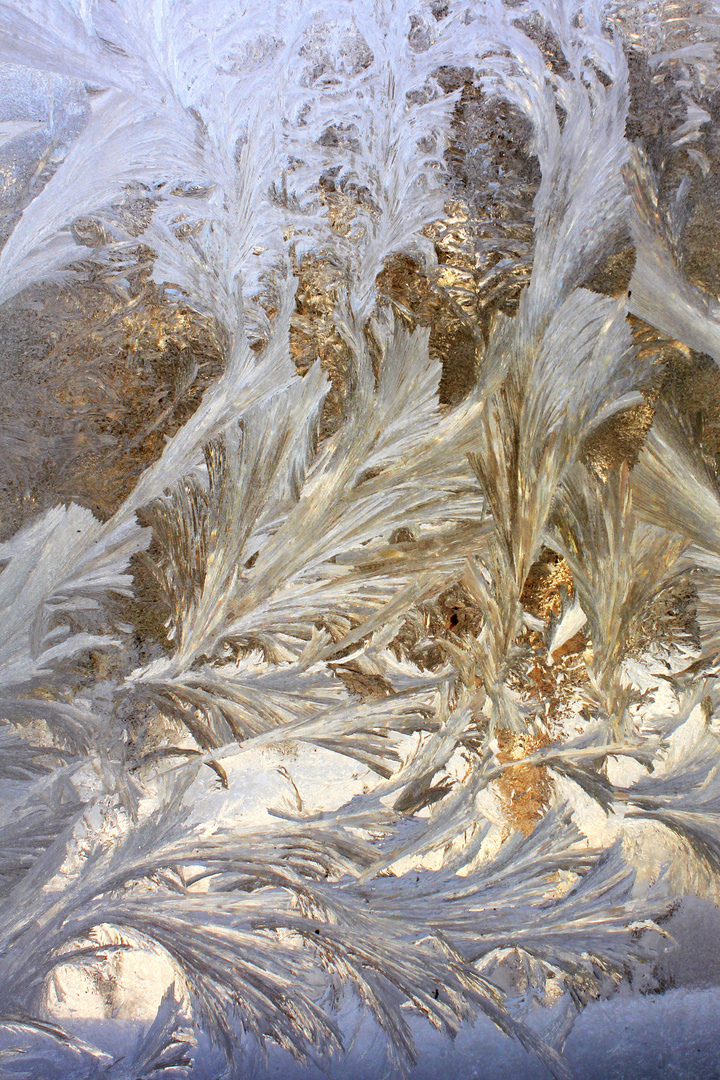 Ice flowers in January window.