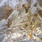 Ice flowers in January window.