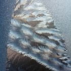 Ice flowers in January window. Christmas tree.