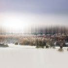 Ice Forest Russia