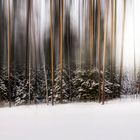 Ice Forest Yaroslavl