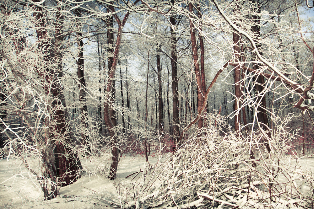 ICE FORREST