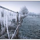 Ice-Grassland