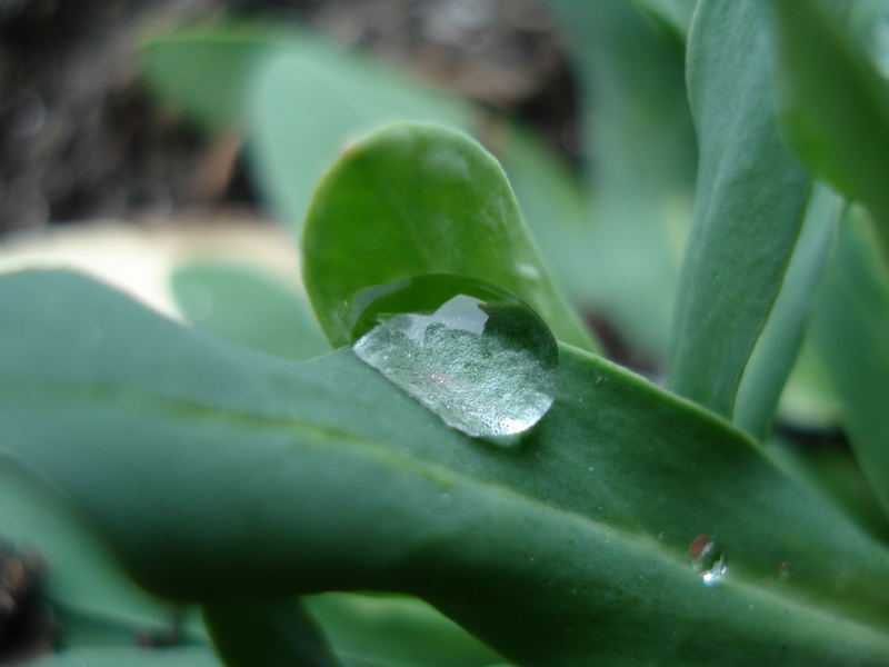 "ICE" inside the Drop