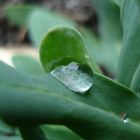 "ICE" inside the Drop