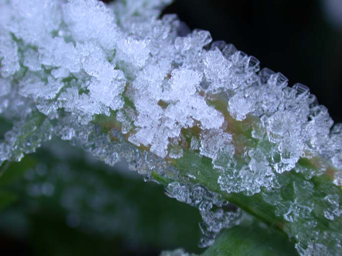 ice on a stalk of grass