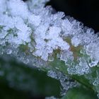 ice on a stalk of grass