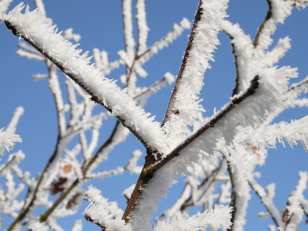 Ice on grass