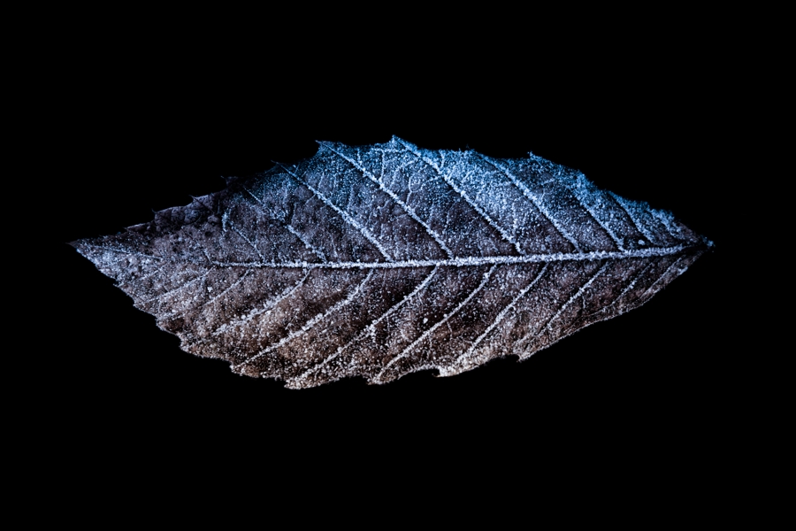 ICE on LEAF