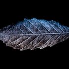 ICE on LEAF