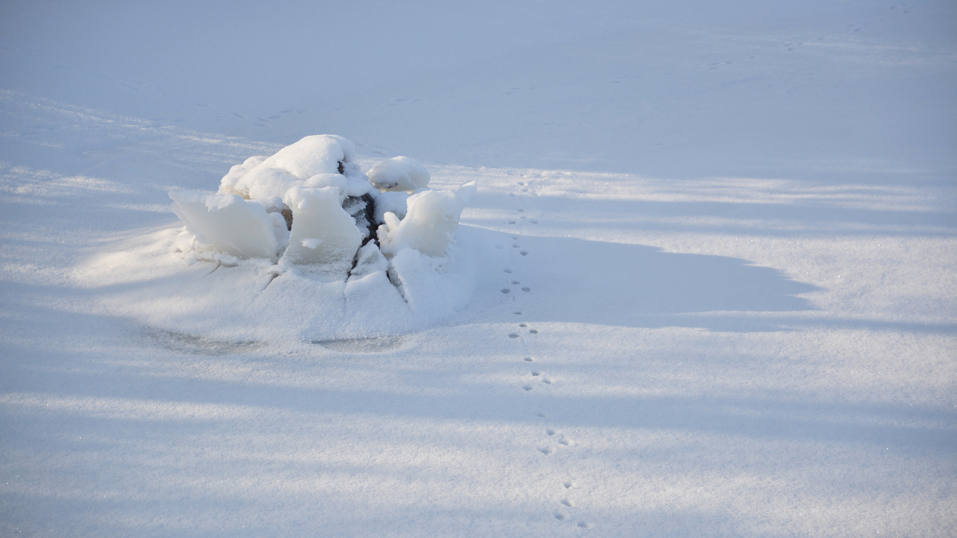 Ice on stone and the track of rabbit