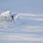 Ice on stone and the track of rabbit