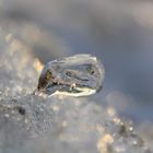 Ice on the beach