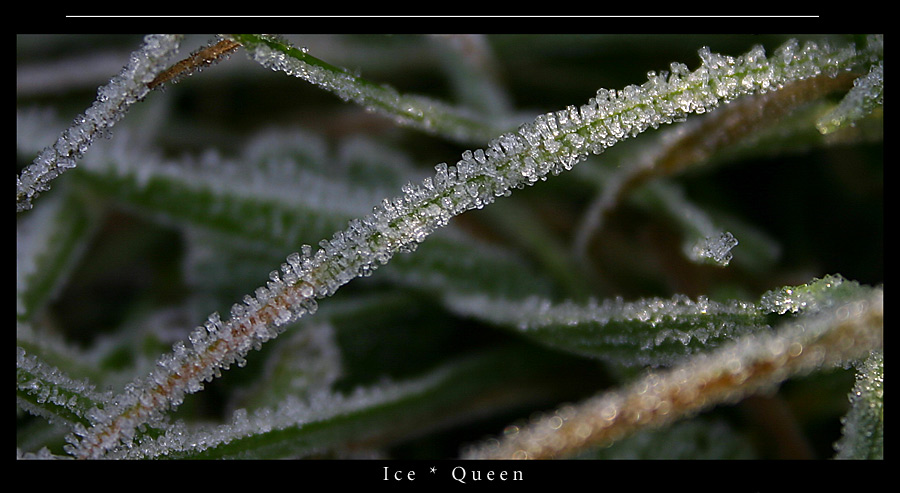 Ice Queen