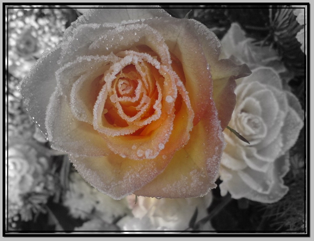 Ice Rose