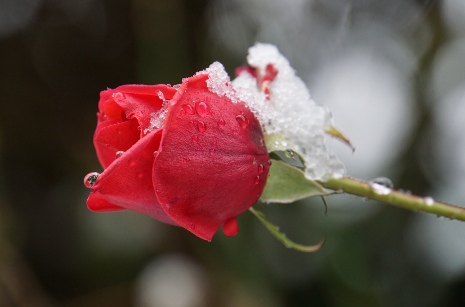 Ice-Rose - die letzte Gartenrose