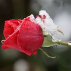 Ice-Rose - die letzte Gartenrose